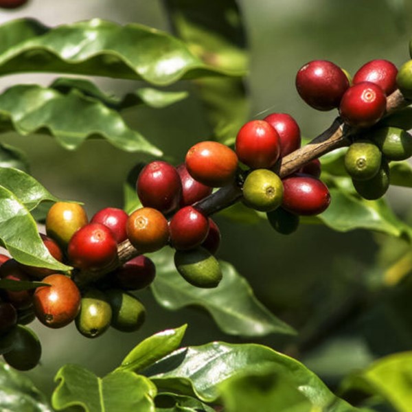 The history of coffee bean in the world